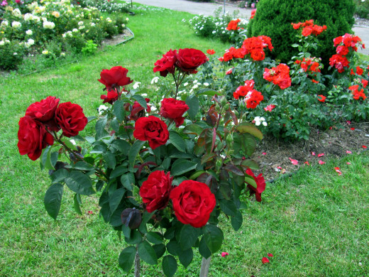1570655 (a): :2560x1920